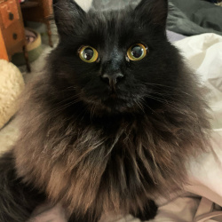 %name%, a %color% %breed% %type%