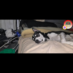 %name%, a %color% %breed% %type%