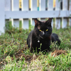 {petName}, a Black Domestic Shorthair Cat