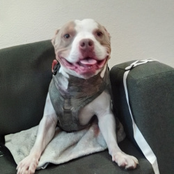 {petName}, a White, Tan American Pit Bull Terrier Mix Dog