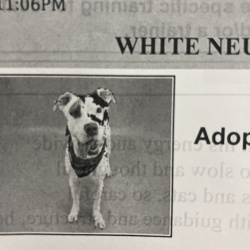 {petName}, a White and black Pitbull Dog