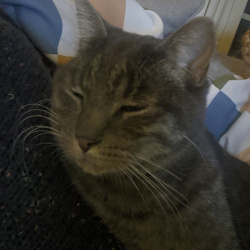 {petName}, a Grey Domestic Shorthair Cat