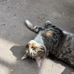 {petName}, a White, Black, Golden, Light-grey, Dark-grey Grey tabby torbi 4 white socks Cat