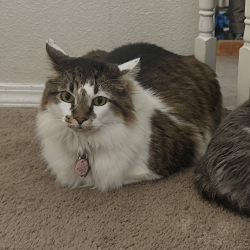 {petName}, a Tan Domestic Longhair Cat